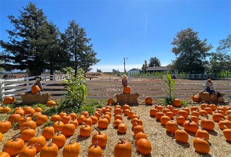 pumpkin patch santa rosa.